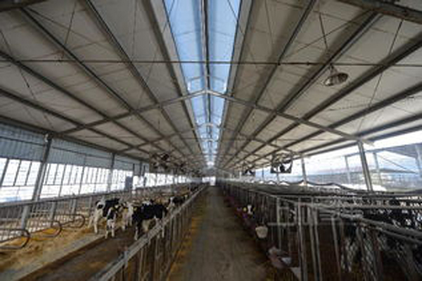 烏拉圭標(biāo)準(zhǔn)養(yǎng)牛場(chǎng)鋼結(jié)構(gòu)廠房